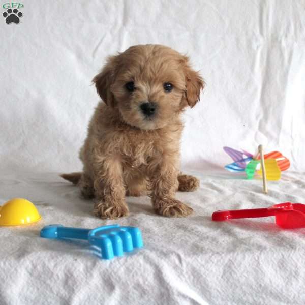 Adrian, Maltipoo Puppy